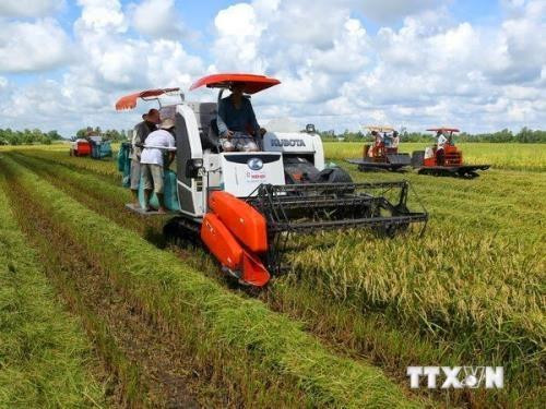 Can Tho’s agriculture production reports high growth in first half ảnh 1