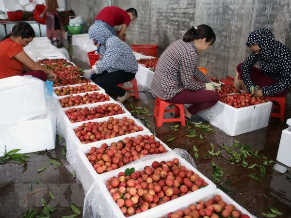 Bac Giang’s lychee value estimated at 240 million USD ảnh 1