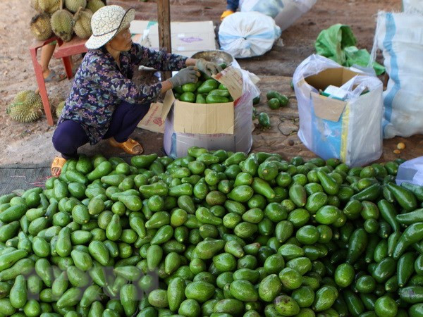 Gia Lai shifts to planting fruit trees with high economic value ảnh 1 Gia Lai shifts to planting fruit trees with high economic value ảnh 1