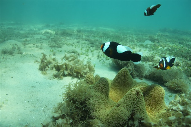 Vietnam commits to reducing plastic waste ảnh 1