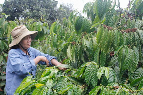 Coffee sector aims to increase added value ảnh 1