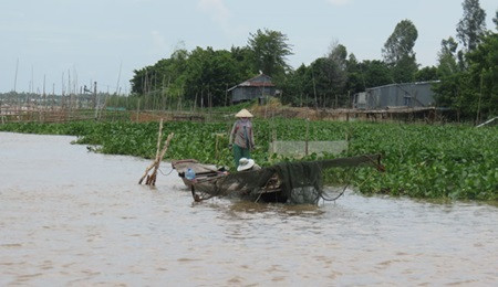 Mekong Delta faces water shortage ảnh 1 Mekong Delta faces water shortage ảnh 1