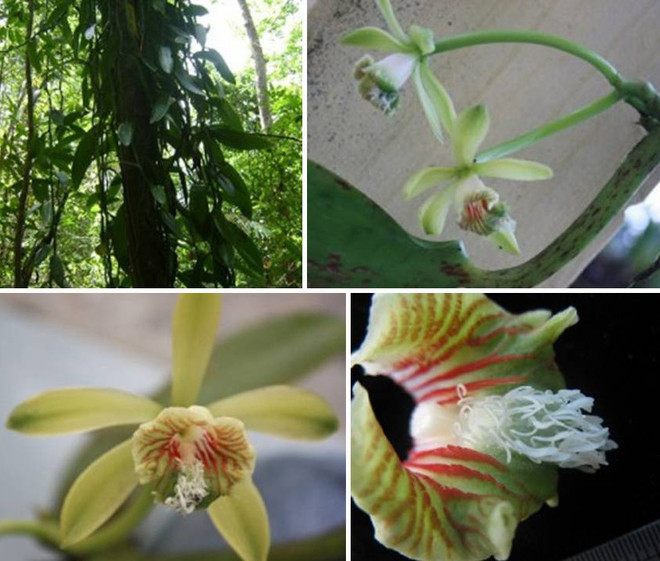 New flora species discovered in Khanh Hoa natural reserve ảnh 1