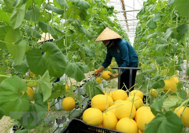 Vietnam keen on promoting agricultural partnership with US ảnh 1 Vietnam keen on promoting agricultural partnership with US ảnh 1