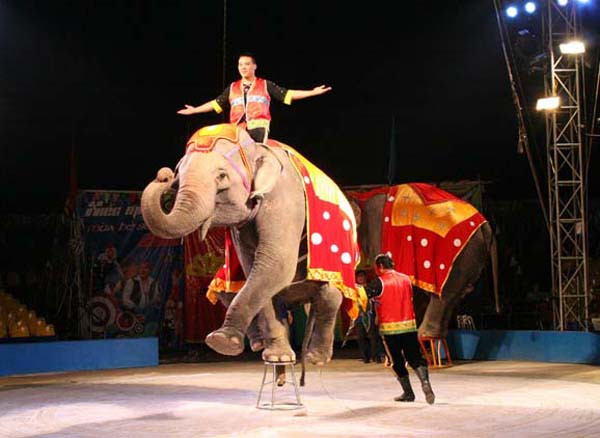 200 performers to compete in Vietnam-Laos-Cambodia circus contest ảnh 1