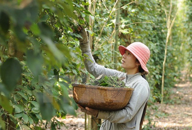 Pepper export revenue enjoys steady growth ảnh 1