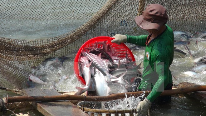 Vietnam strives to ensure smooth export of tra, basa fish ảnh 1