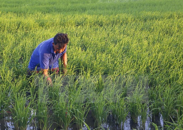 Vietnam, Pakistan move to boost trade ảnh 1