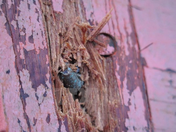 Vietnam condemns inhuman treatment of fishermen: Spokesman ảnh 1 Vietnam condemns inhuman treatment of fishermen: Spokesman ảnh 1