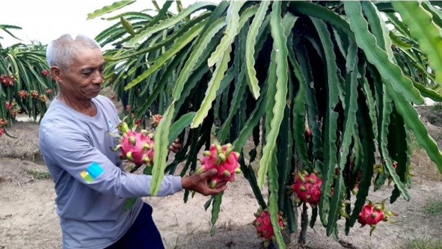 More attention must be paid to varieties to increase fruit exports ảnh 1