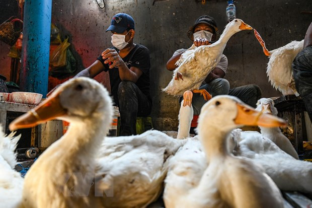 H5N1 bird flu in Cambodian province under control: authorities ảnh 1
