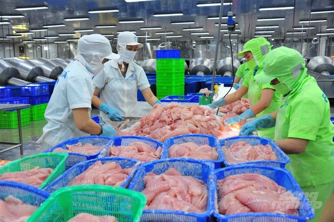 China begins large purchase of Vietnamese tra fish ảnh 1