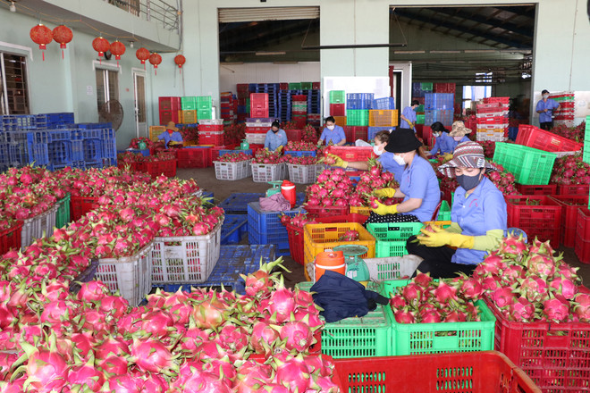 Binh Thuan focuses on product brand building ảnh 1 Binh Thuan focuses on product brand building ảnh 1