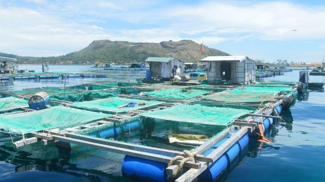 Aquaculture towards large commodity production ảnh 1