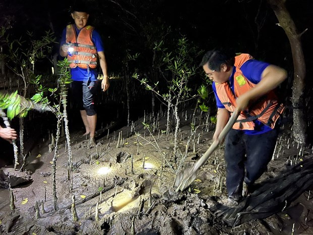Ben Tre to grow 171 ha of forest this year ảnh 1