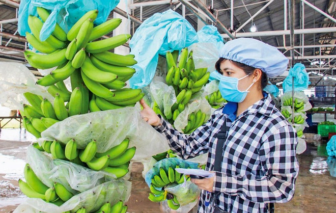 Vietnam’s dragon fruit, banana, durian export targets 2 billion USD in 2023 ảnh 1 Vietnam’s dragon fruit, banana, durian export targets 2 billion USD in 2023 ảnh 1