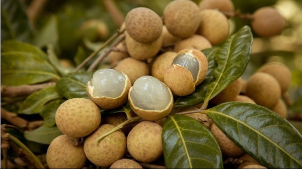 Vietnamese longan sold well in Japan despite high prices ảnh 1 Vietnamese longan sold well in Japan despite high prices ảnh 1