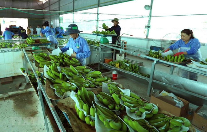 Vietnamese agricultural products enjoy bustling export to China ảnh 1