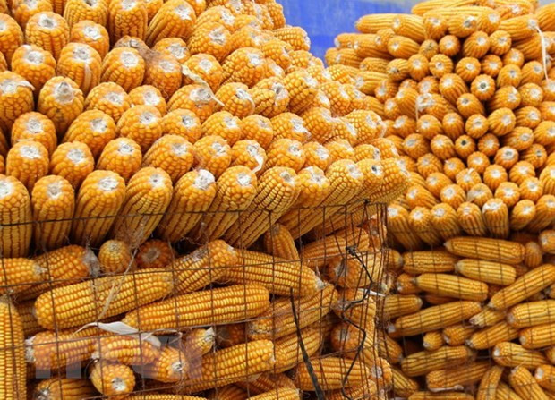 Indonesia to export corn to Vietnam, Philippines, Malaysia ảnh 1 Indonesia to export corn to Vietnam, Philippines, Malaysia ảnh 1