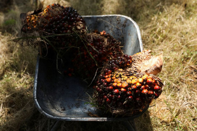 Indonesia, Malaysia threaten to stop exporting palm oil to Europe ảnh 1 Indonesia, Malaysia threaten to stop exporting palm oil to Europe ảnh 1