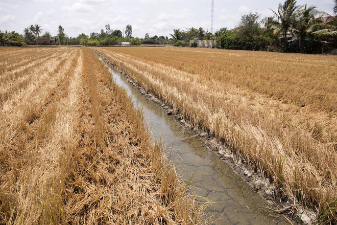 Water shortages, climate change linked to saline intrusion in Mekong Delta ảnh 1