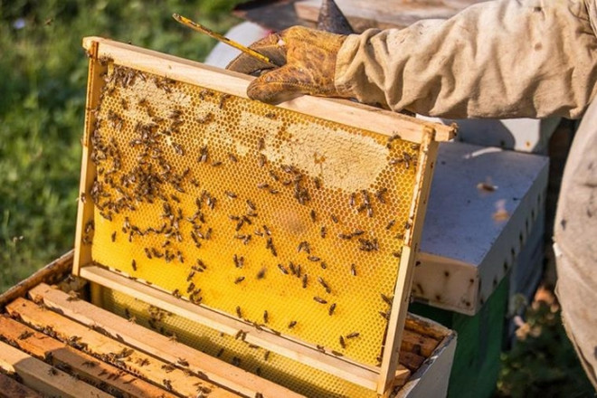 US cuts down anti-dumping duties on Vietnam’s honey by almost sevenfold ảnh 1