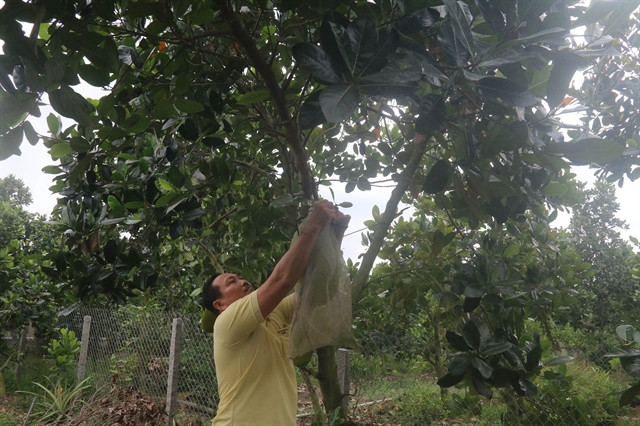 Tien Giang expands area under fruits ảnh 1