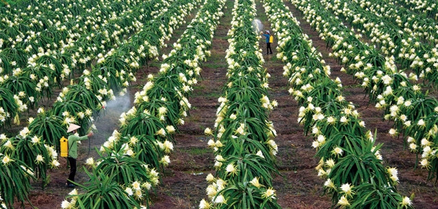 Vietnamese dragon fruit needs to find new export markets: Experts ảnh 1 Vietnamese dragon fruit needs to find new export markets: Experts ảnh 1