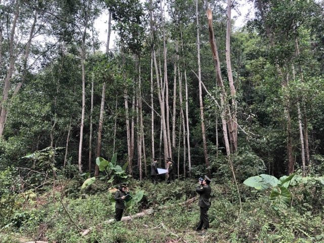 Forestry sector targets 14 billion USD from exports in 2021 ảnh 1 Forestry sector targets 14 billion USD from exports in 2021 ảnh 1