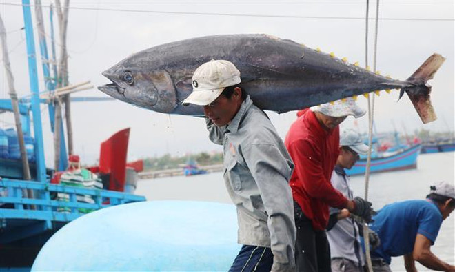 Phu Yen yields tuna output higher than last year ảnh 2