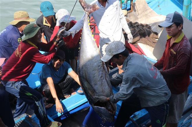 Phu Yen yields tuna output higher than last year ảnh 1