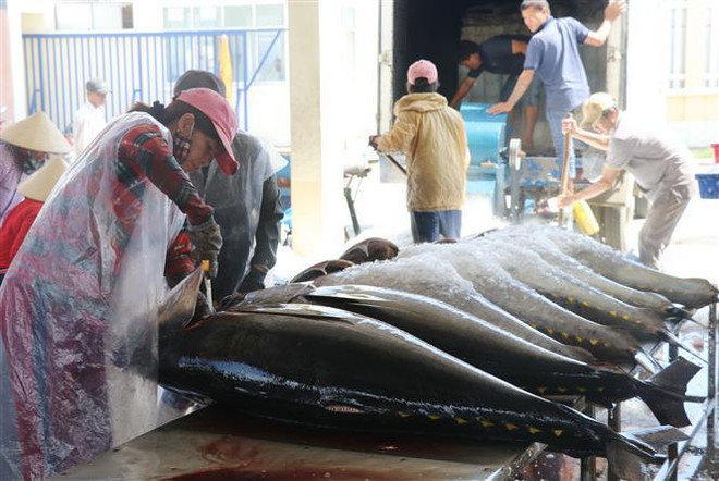 Phu Yen yields tuna output higher than last year ảnh 4