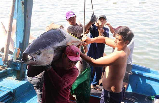 Phu Yen yields tuna output higher than last year ảnh 3