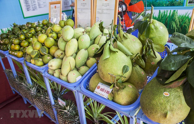 Tien Giang enjoys rising fruit exports ảnh 1