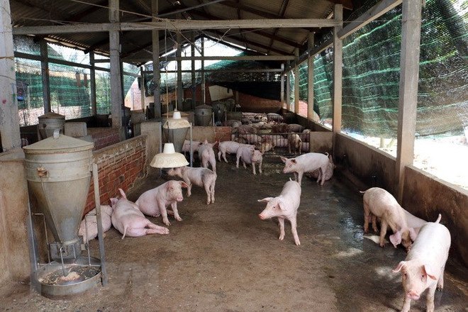 Bac Kan province declares end of ASF outbreak ảnh 1