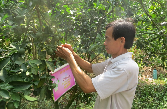 Dong Thap’s farmers encouraged to apply GAP standards for fruit growing ảnh 1