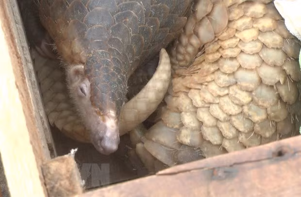 39 pangolins handed over to Cuc Phuong National Park ảnh 1