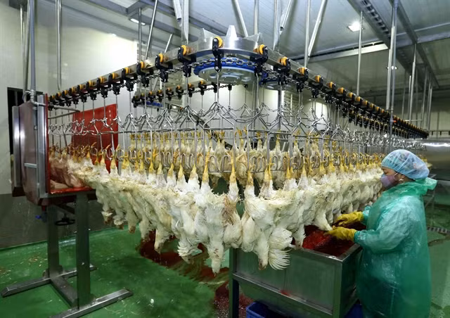 Poultry sector works hard to meet rising demand ảnh 1