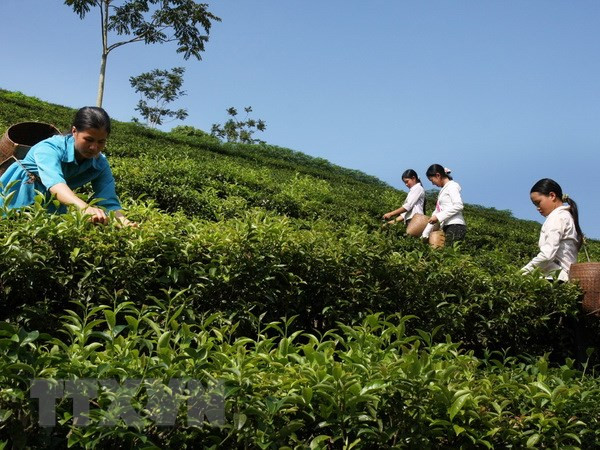 Vietnam’s tea exports edge up 15.4 percent in Q1 ảnh 1 Vietnam’s tea exports edge up 15.4 percent in Q1 ảnh 1