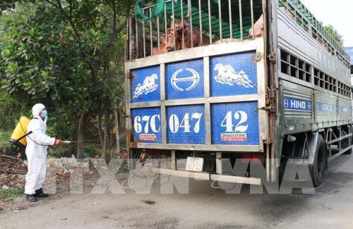 Outbreaks of African swine fever show signs of slowing down ảnh 1