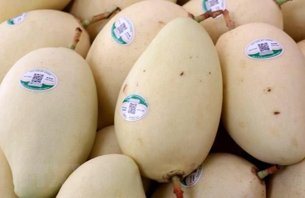 Vietnam exports first batch of mangoes to US ảnh 1 Vietnam exports first batch of mangoes to US ảnh 1