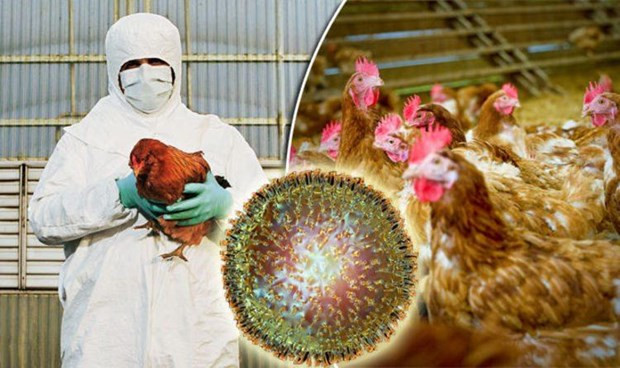 Cambodia reports first outbreak of H5N6 bird flu ảnh 1 Cambodia reports first outbreak of H5N6 bird flu ảnh 1