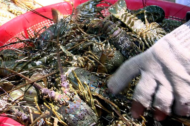 Workshop discusses sustainable lobster farming in central Vietnam ảnh 1