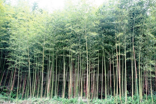 Dong Thap works to preserve Vietnamese bamboo species ảnh 1