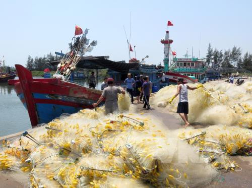 Da Nang joins national efforts to tackle IUU yellow card ảnh 1