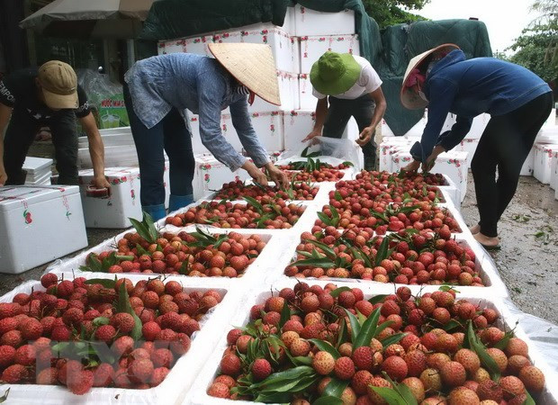 Vietnam targets 10 billion USD from fruit, vegetable exports ảnh 1