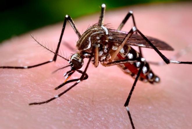 Localities warned to be vigilant against dengue fever in rainy season ảnh 1