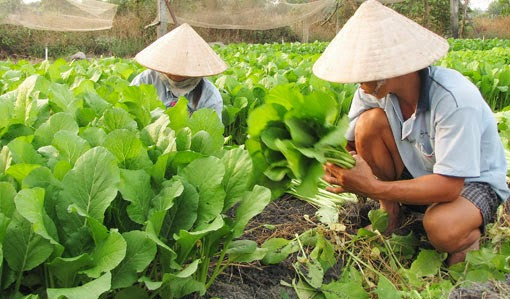 Central Highlands looks to vegetables, fruit trees amid water shortage ảnh 1 Central Highlands looks to vegetables, fruit trees amid water shortage ảnh 1