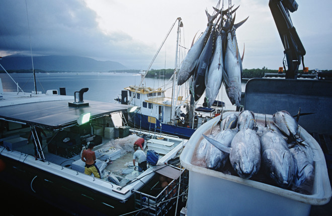 Indonesia bans foreign investment in fishing business ảnh 1