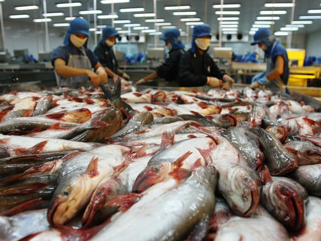 More Vietnamese catfish exporters qualify for US market ảnh 1